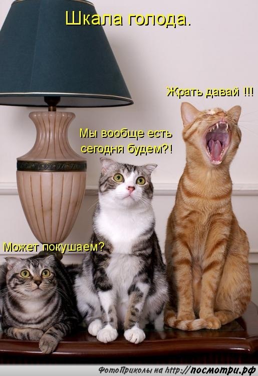 Без кота и жизнь не та - 14 марта 2016 в 02:02