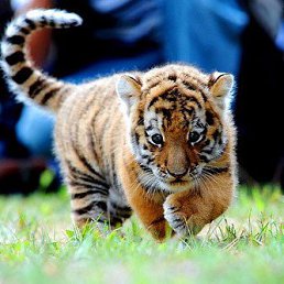 ������, ������, 46 ���