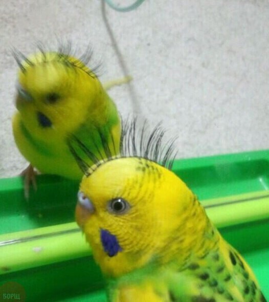  !!!