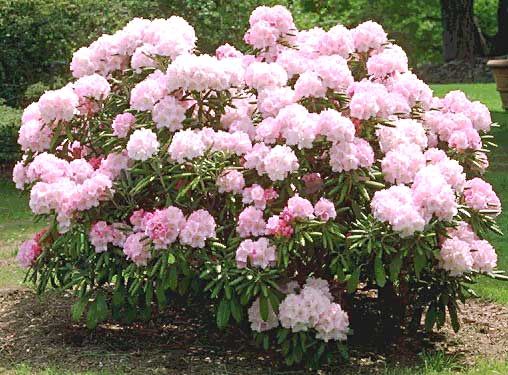 . (Rhododendron L)        ... - 3