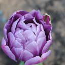 ���� ��������������������, ������ - ��������� 4 �������� 2016