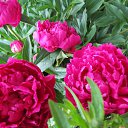 ���� Halim, ����, 53 ���� - ��������� 13 ������ 2016 � ������ ���� ����������