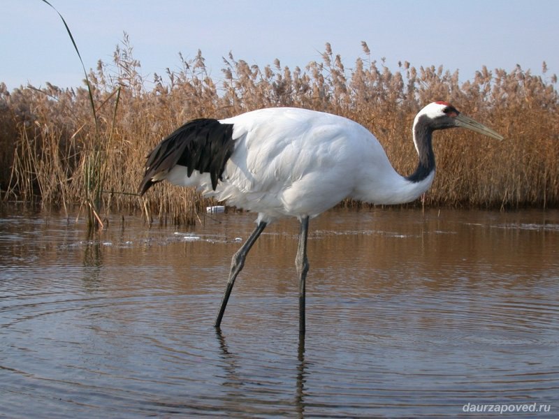  ,   (Grus japonensis).     -   ( ... - 2