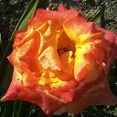 ���� ����, ���������, 51 ��� - ��������� 24 ����� 2016