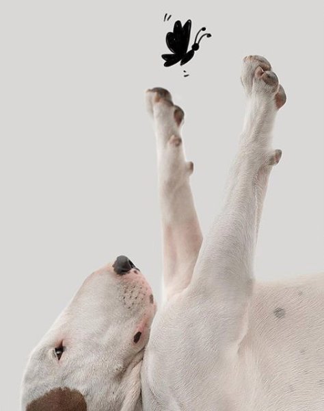 Для чего собаке попа? Чтоб ее по попе хлопать, Чтоб моститься на диван – очень важен тут кардан! Для ...