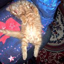 ���� Kienzle, ��������, 62 ���� - ��������� 1 �������� 2016 � ������ �Avataria�