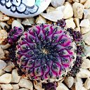 ���� Eric, ����, 61 ��� - ��������� 21 ��� 2016 � ������ �Flora and fauna�