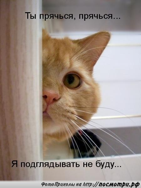 Без кота и жизнь не та - 16 марта 2016 в 08:30