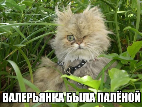 Без кота и жизнь не та - 13 марта 2016 в 16:32