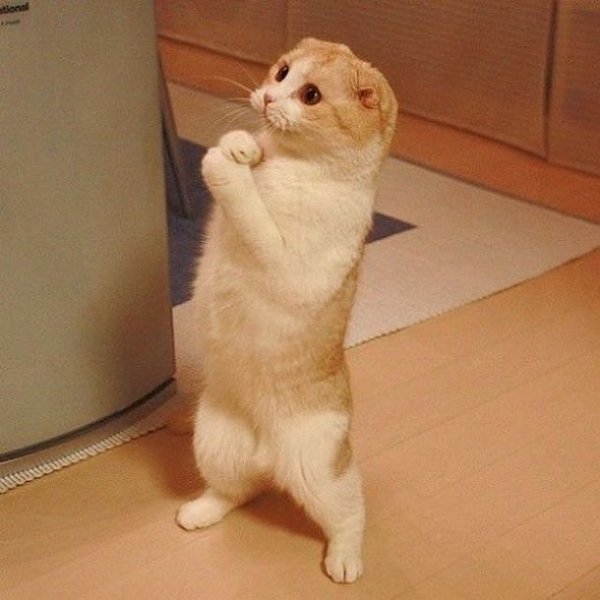 И мне! И мне котлетку! Мааааленькую! Пожалуйста