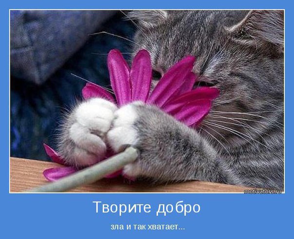 Без кота и жизнь не та - 13 марта 2016 в 23:55