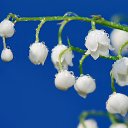 ���� ��������, �������, 41 ��� - ��������� 8 �������� 2016 � ������ ���� ����������