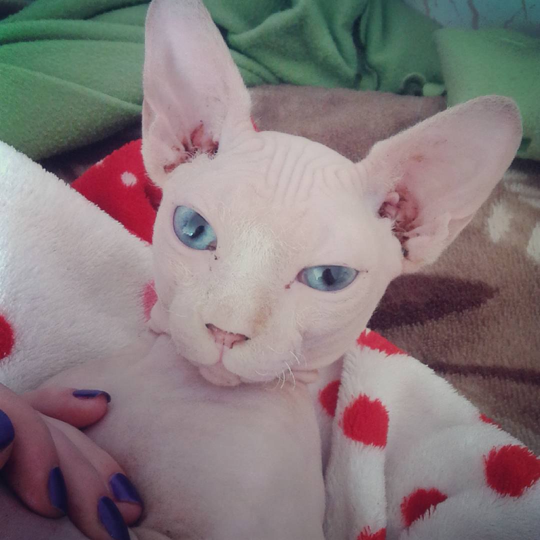   . #cat #sphynx @ Comfort Hotel