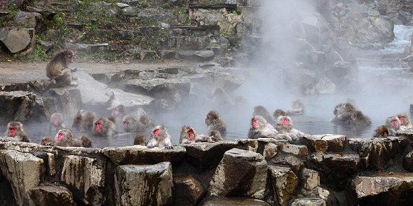        (Jigokudani Yaen-koen, Jigokudani Monkey Park)  ... - 3