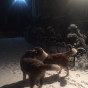 ���� Denis, ������, 41 ��� - ��������� 29 ������ 2016 � ������ ���� ����������