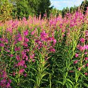 ���� �������, ������ - ��������� 5 ��� 2016 � ������ ������� ���� 2015�