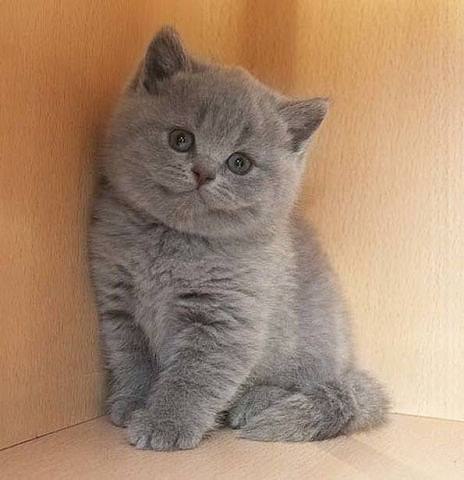   -,       (((   ???  ...