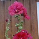 ���� Vladimir, �����������, 42 ���� - ��������� 28 ������ 2016 � ������ ���� ����������