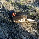 ���� ����, ������ - ��������� 18 ������ 2016 � ������ �������� ������ �����