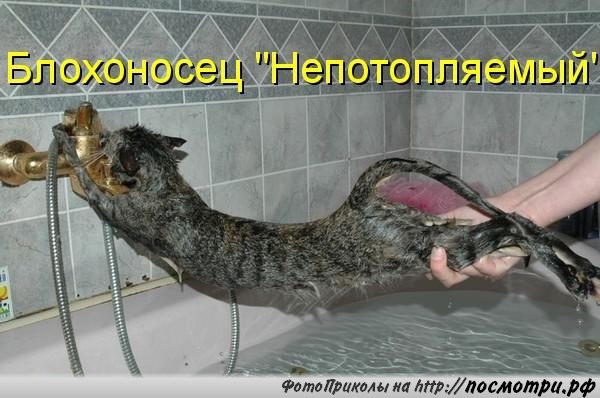 Без кота и жизнь не та - 14 марта 2016 в 04:30