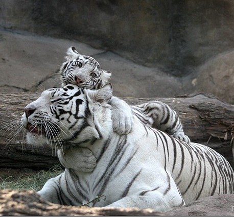   - 31  2016  00:05 - 5