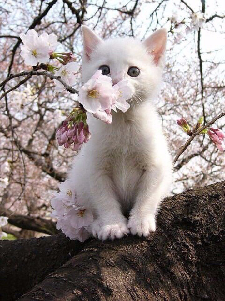  .#animal@travel.blog
