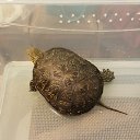 ���� ������, ������, 51 ��� - ��������� 25 ������ 2016 � ������ �����������-11�