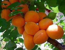 Ветка,усыпанная самыми вкусными и ароматными фруктами..