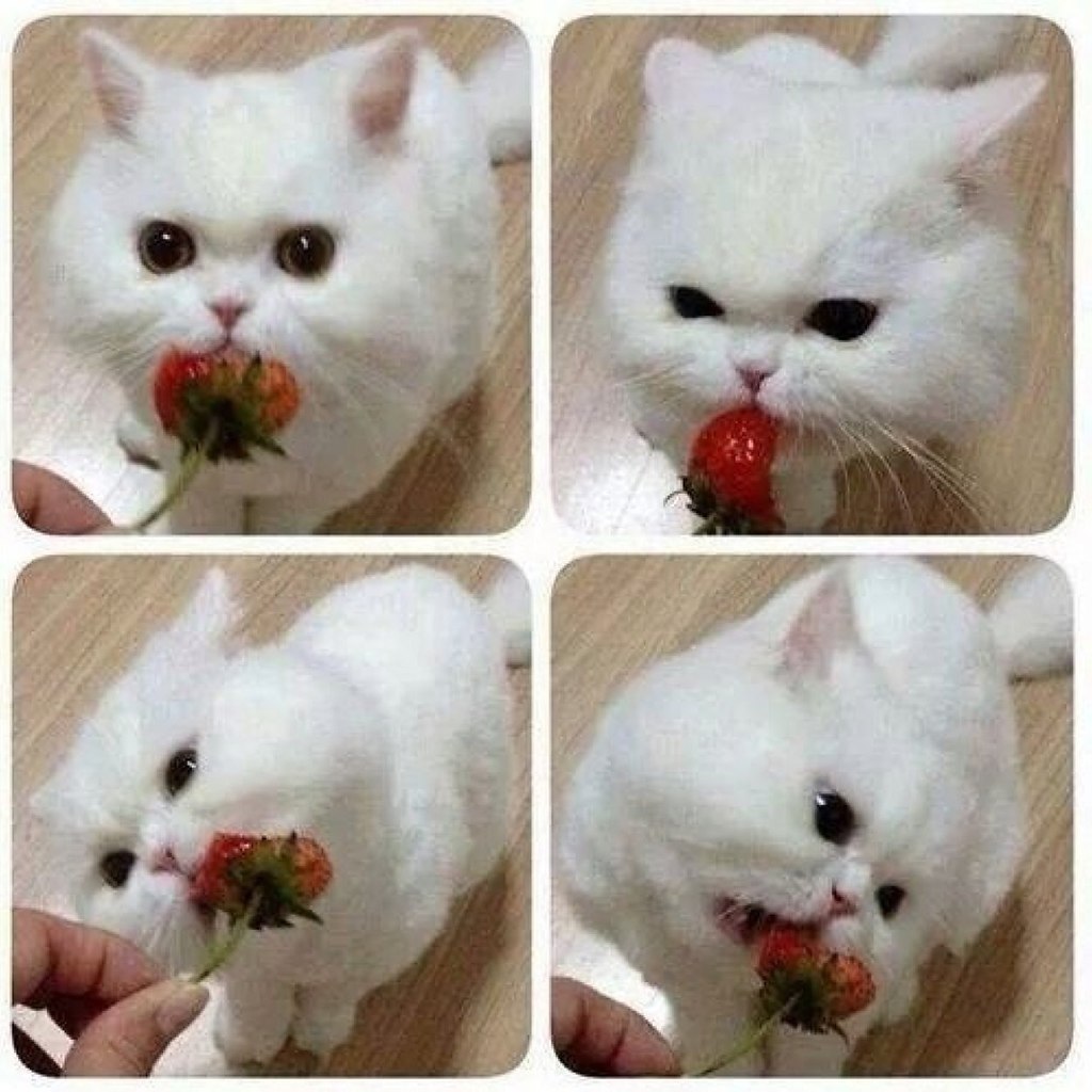  ,   .