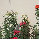���� ������, ���� - ��������� 10 ������ 2016 � ������ ������ ��������