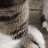 ���� Kitty, ���� - ��������� 10 ���� 2016