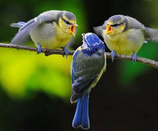 В мире животных - 25 мая 2016 в 13:08