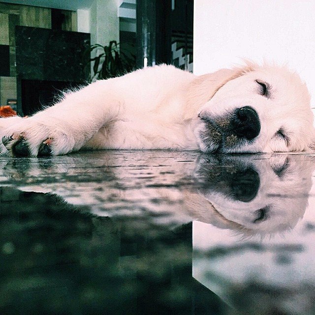  ,      .#animal@travel.blog - 3