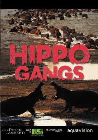  .(Hippo Gangs)    .      ,   ...
