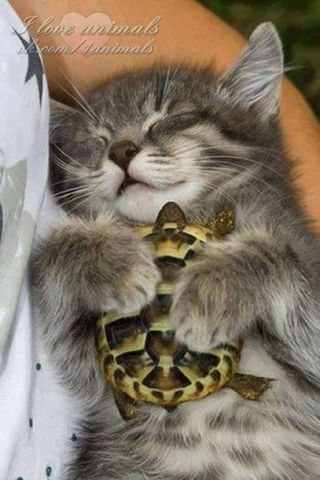 Добро в природе будет править вечно. А зло - изобретение человечье. Котик играет с дельфинами...И ...
