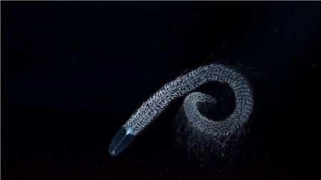  .(Ocean origins)      ... - 2
