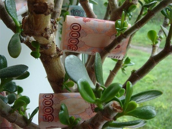 Муж с утра уезжая на работу поцеловал и сказал-цветочки не забудь полить...