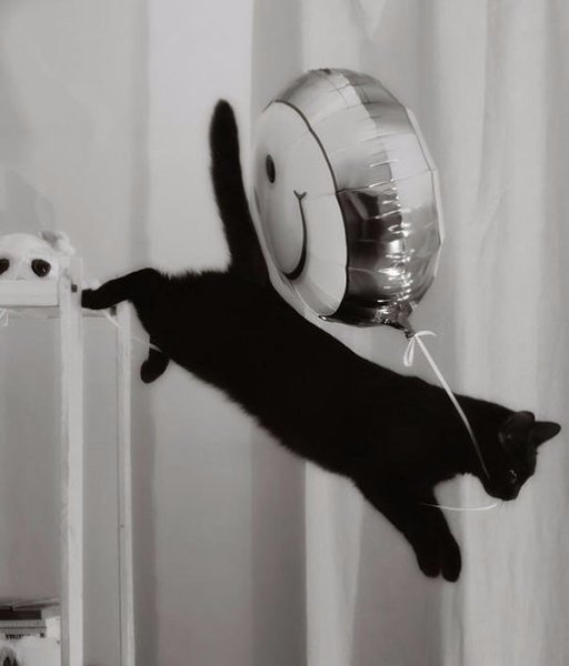 Коты-воришки, пойманные с поличным - 9
