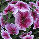  Sebastian, , 54  -  20  2017    