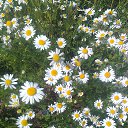 ���� �������, ����� - ��������� 5 ����� 2017 � ������ �������