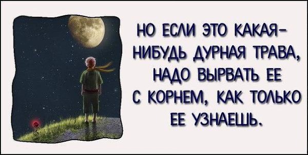 ...поделиться 10 самыми вдохновляющими цитатами из «Маленького принца» - 3