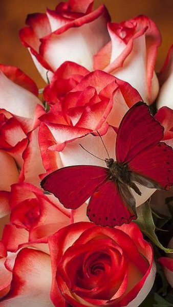    -   !  ,    ...       ... - 2