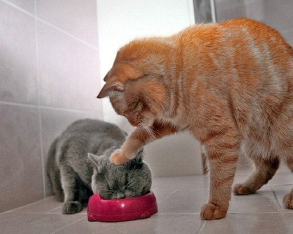 10 фотографий котов, сделанных в самый нужный момент. - 5
