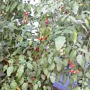 ���� Alexandr, �����������, 70 ��� - ��������� 9 ������� 2016 � ������ �����������