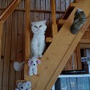 ���� �������, ������, 51 ��� - ��������� 11 ������� 2016 � ������ ����� 2016�