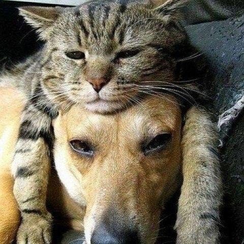 Кошки и женщины всегда делают, что хотят. Собакам и мужчинам пора бы уже привыкнуть...