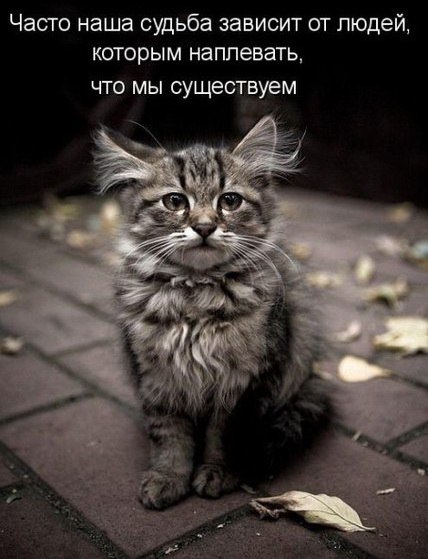 О, сколько их - бездомных, жалких, На свет родившихся слепых, Заботы никогда не знавших, А много ль ... - 6