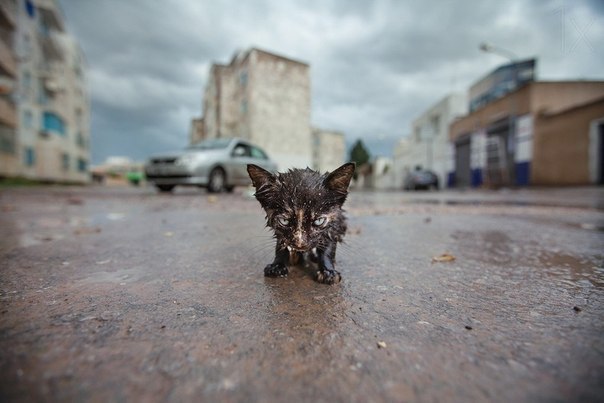 ���� ������ ����� ����