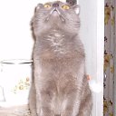  *, --, 50  -  4  2017    