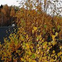 ������ ����� �� ������� ���� ����� ����� ������߻